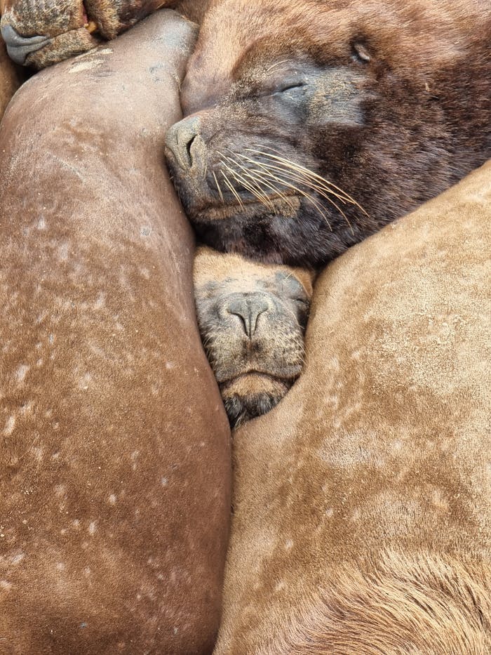 Close-up of sea lions in a snug pile, sleeping peacefully.