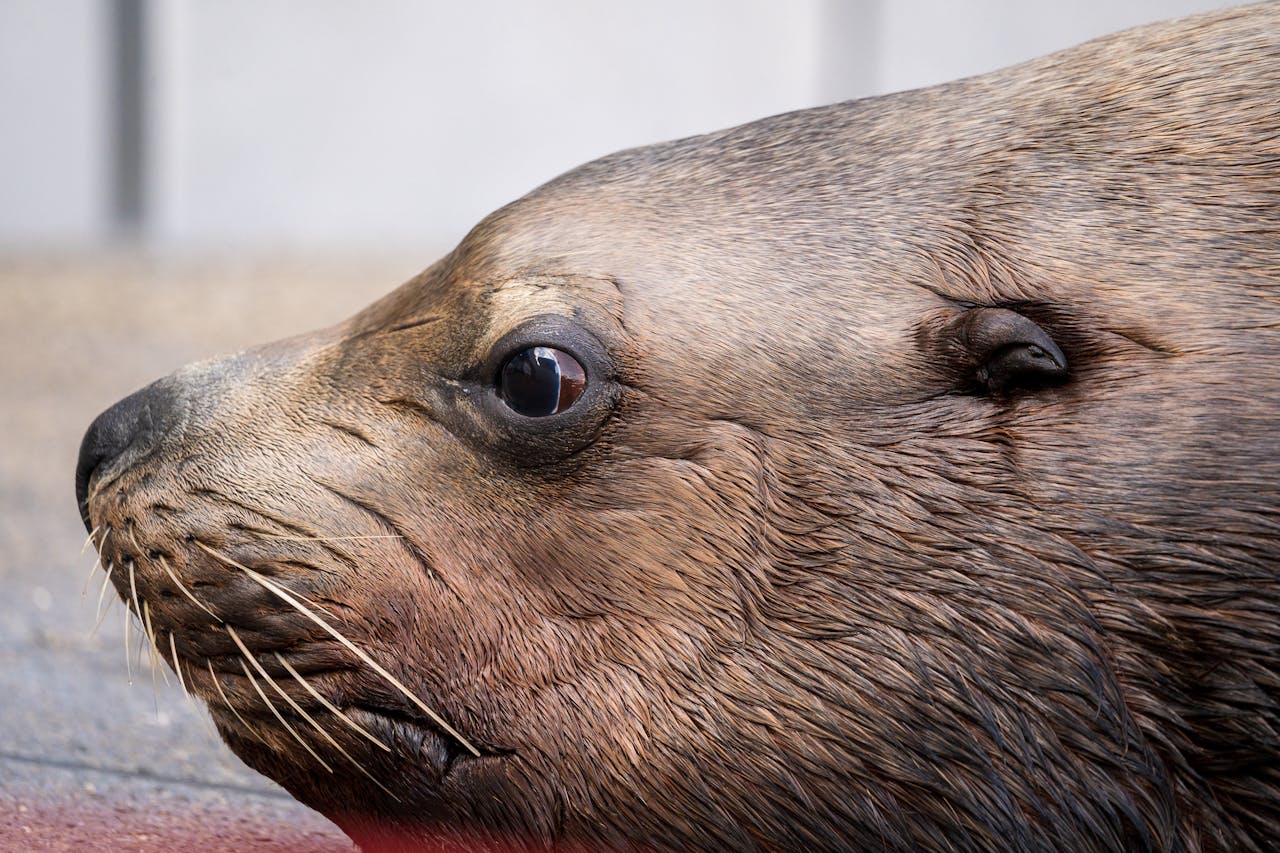 Detailed close-up portrait of a sea lion's face highlighting its texture and natural beauty.