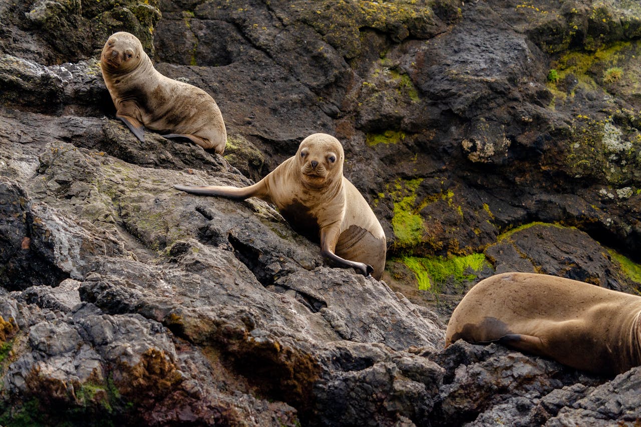 about-02 Group of sea lions lounging on rugged rocks by the coast, showcasing natural habitat.