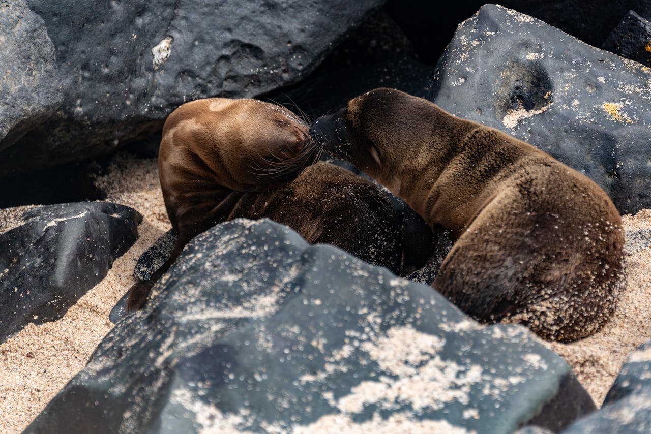 about-03 Two sea lions lounging among boulders on a sandy beach, United States.