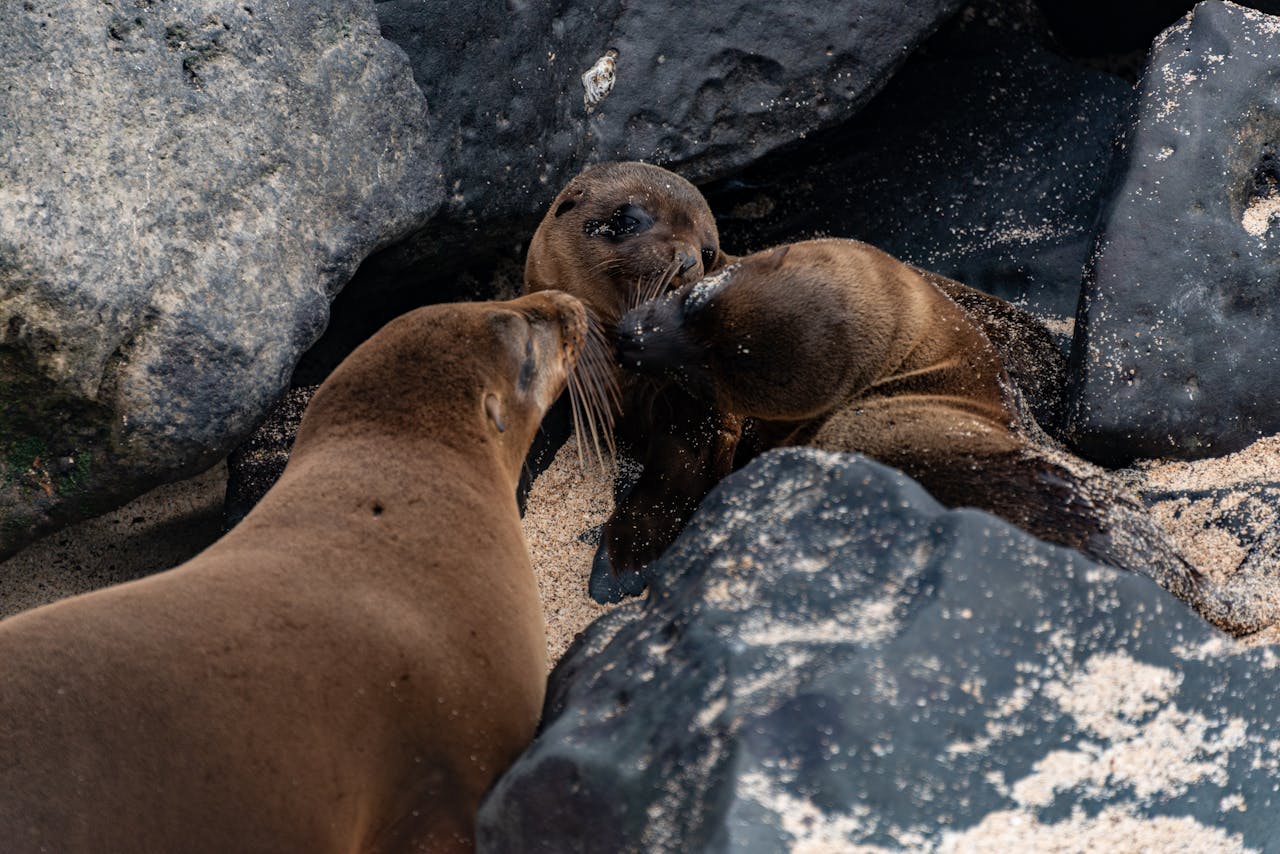 A group of sea lions interacting playfully on a rocky beach, captured in detail.