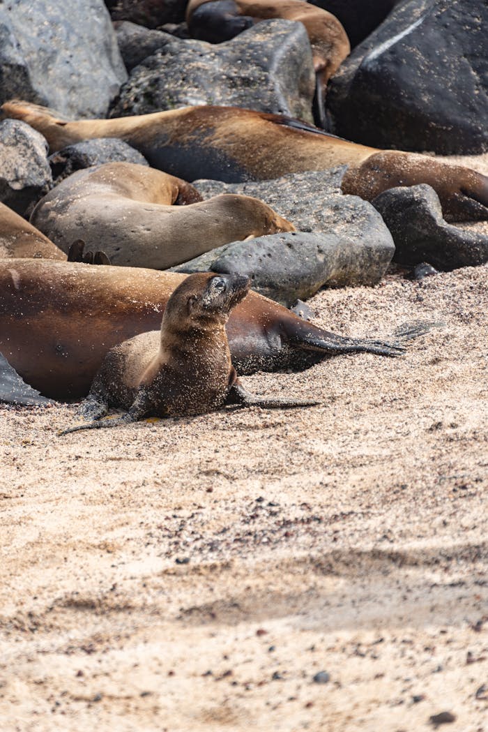 A group of sea lions basking on a rocky beach. Captured in a natural coastal habitat.