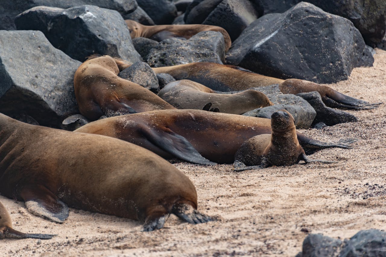 Cluster of sea lions relaxing on a rocky and sandy beach, embodying tranquility.