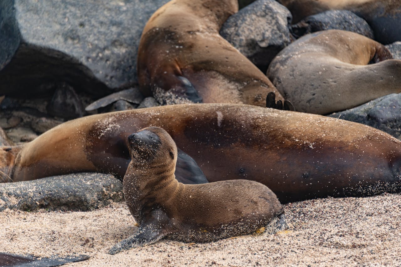 A group of California sea lions resting on a sandy beach, showcasing wildlife in its natural habitat.