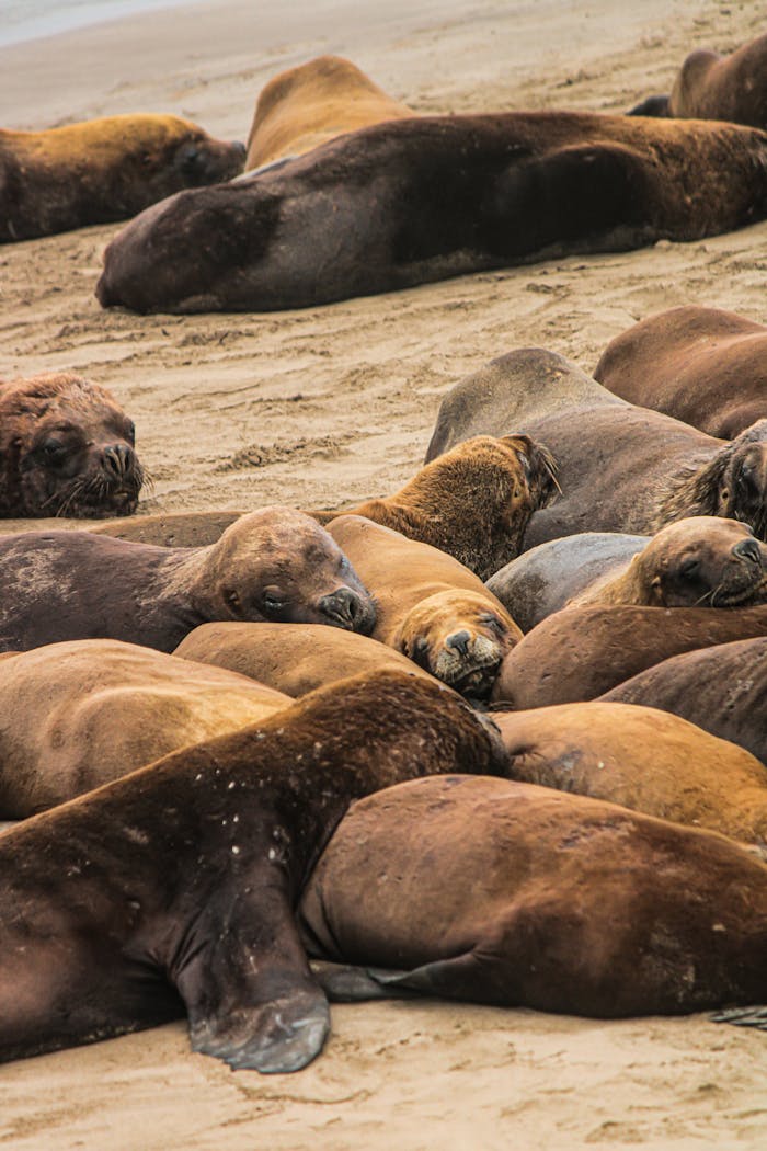 A group of sea lions resting peacefully on the sandy shores of Mar del Plata.