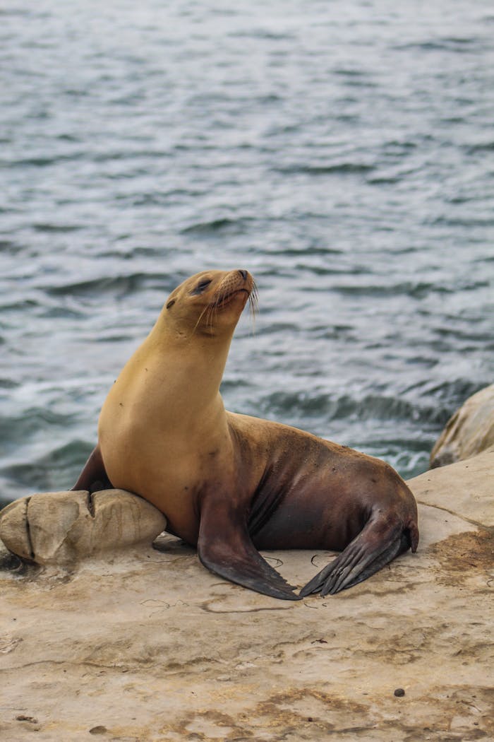 about-01 A wild sea lion sitting on rocky shore with ocean backdrop, showcasing marine wildlife.