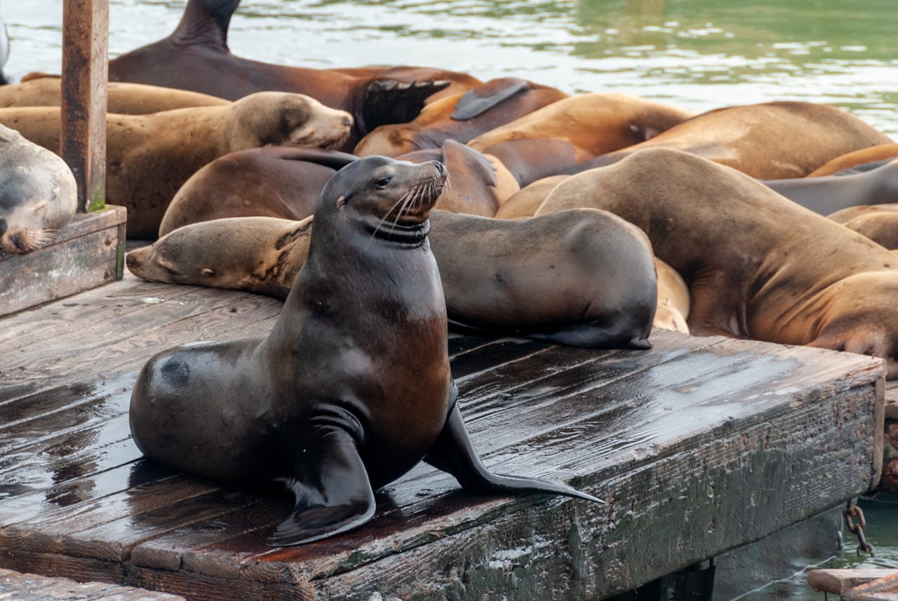 Group of sea lions lounging on a wooden dock in San Francisco's waterfront.
