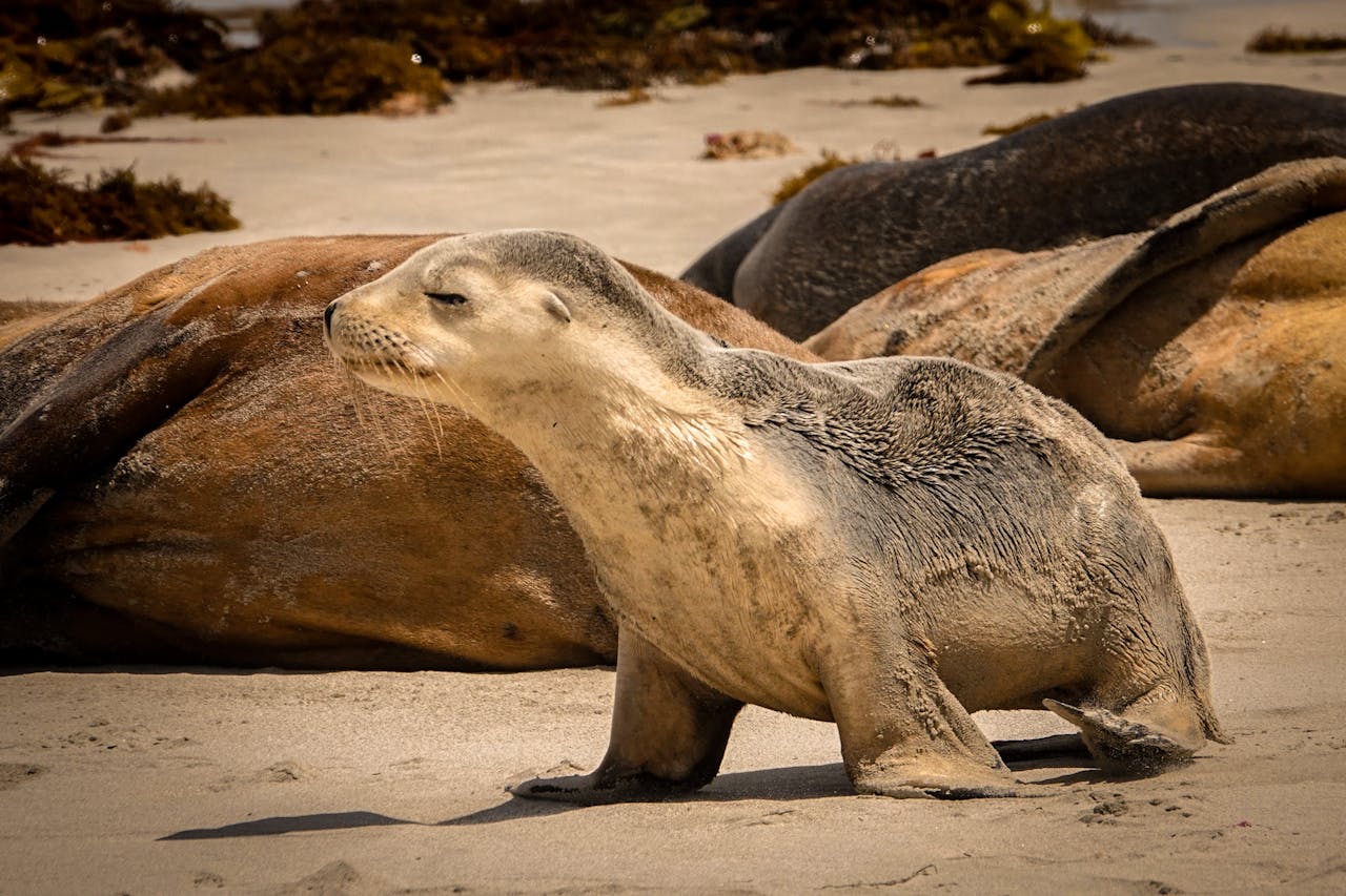 A peaceful sea lion pup rests on a sandy beach under the sun.